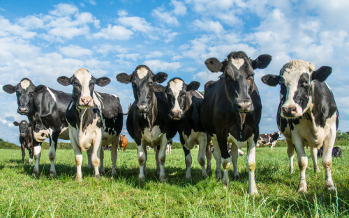 Откраднаха крави от стадо в Бургаско, има задържан