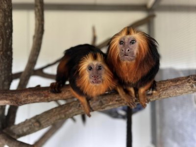 30 грама живот: Бейби бум при най-малките маймунки в зоопарка в Бургас