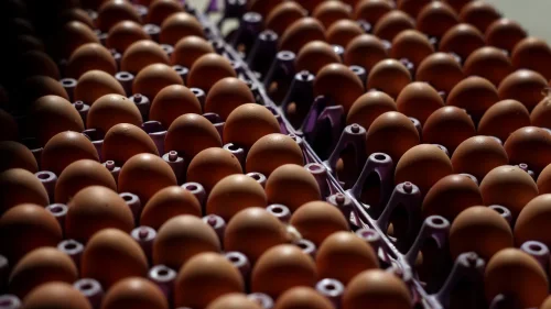 БАБХ върна 1,3 млн. яйца от Турция на &bdquo;Капитан Андреево&ldquo;