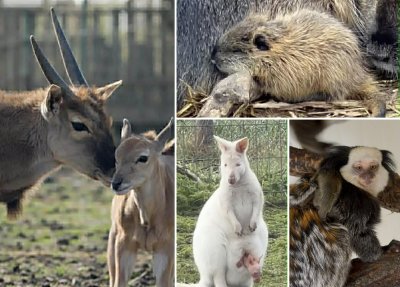 Бейби бум в зоопарка в Бургас: Антилопа, маймунки и кенгуру албинос се родиха в последните дни (СНИМКИ)
