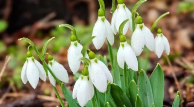 Сутрин с мъгли и минусови температури, следобед &ndash; слънце