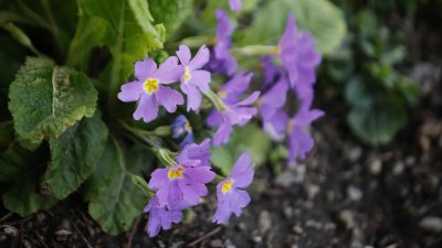 Пролет по календар, зима навън: Студено време в цялата страна