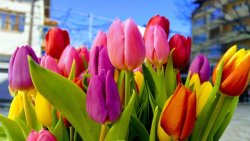 Цветница: най-масовият имен ден у нас &ndash; над 360 000 празнуват