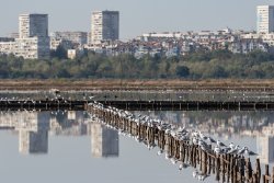 Бургас строи нов посетителски център и кула за наблюдение на птици в Парк &bdquo;Езеро&ldquo;