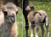 Истинска рядкост: В Зоопарк Бургас се роди бяло двугърбо камилче (ВИДЕО+СНИМКИ)