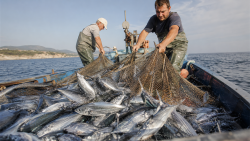 Паламудът удари месец по-рано: Рибарите по Черноморието с рекордна слука