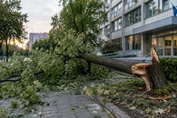 20-метрово дърво рухна зад НОИ в Бургас без пострадали